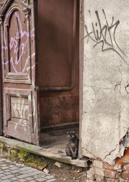 Gato Senta Canto Uma Parede Tijolo Gato Rua — Fotografia de Stock