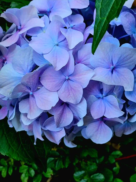 stock image blue hydrangea or hortensia flower. Hydrangea macrophylla - Beautiful bush of hydrangea, Artistic natural background. flower in bloom in summer