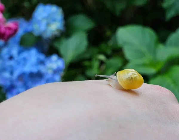 Small Snail Finger Close — Stock Photo, Image
