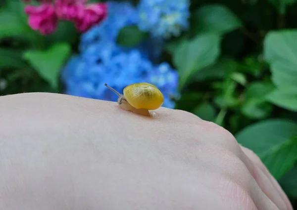 Small Snail Finger Close — Stock Photo, Image