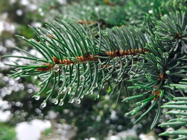 Bulanık bir arka planda yağmurdan sonra ladin dalına yakın çekim. Çam ağacından bir dalın üzerine yağmur damlası. Spruce şubesi. İğneli güzel bir ladin dalı. Yeşil ladin..