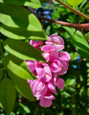 Pembe akasya çiçeği çalısı. Çiçekli yaz fotoğrafı. Yapraklı dallar ve pembe akasya çiçekleri. Akasya gülü (Robinia hispida) bir ağaç dalında