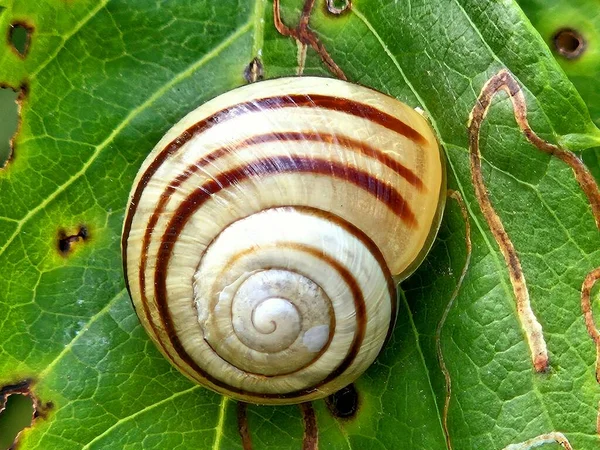 Snail Green Foliage Close — Stock Photo, Image