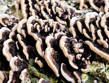 Ormanda bir ağaç gövdesinin üzerinde büyüyen bir mantarın yakın çekimi. Çürük bir ağaçta vahşi bir mantar. Ağacın üzerinde Gloeophyllum sepiaryum mantarı. Kol üzerinde Tinder mantarı ve yosun.