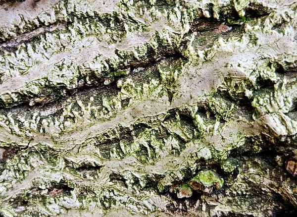 Tree bark, old oak bark, texture. Close-up