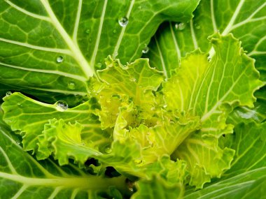 Süslü lahana bitkilerinin yeşil yapraklarıyla sınırsız bir tarlaya yakın. Bir yaz bahçesinde yeşil süslemeli Brassica lahanası..