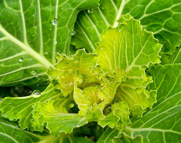 Süslü lahana bitkilerinin yeşil yapraklarıyla sınırsız bir tarlaya yakın. Bir yaz bahçesinde yeşil süslemeli Brassica lahanası..