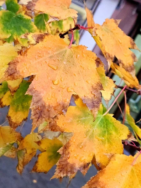Autumn leaves of maple (Acer). Maple leaves after rain in autumn
