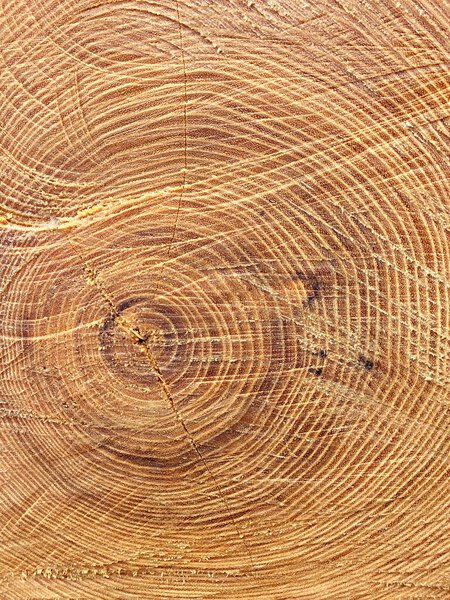 Деревянная текстура обрезанного ствола дерева, кольца дерева, крупным планом. ствол дерева вырезать вид сверху крупным планом, естественный фон узор