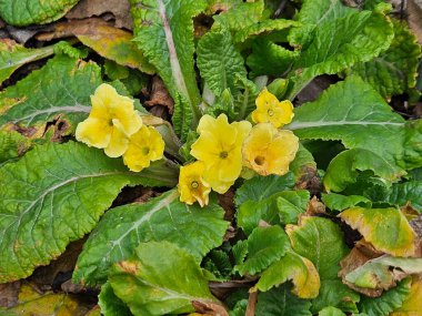 Bahçedeki sarı renkli Çuha çiçeği, ilkbaharda açan güzel narin çiçekler.