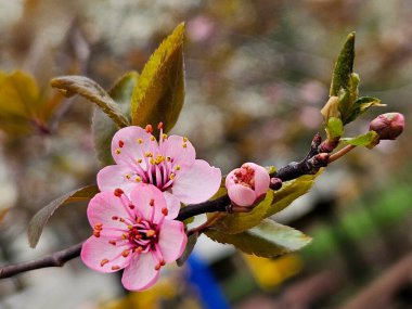 Pembe ve yumuşak sakura çimlerde çiçek açmaya başladı. Japon kiraz çiçeğinin pembe çiçekleri veya Sakura (Prunus serrulata). Ağaç çiçekleri rengarenk bahar çiçekleri. Görüntüyü kapat makro fotoğraf.