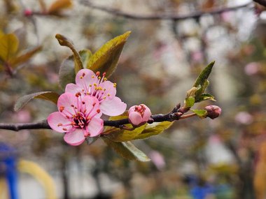 Pembe ve yumuşak sakura çimlerde çiçek açmaya başladı. Japon kiraz çiçeğinin pembe çiçekleri veya Sakura (Prunus serrulata). Ağaç çiçekleri rengarenk bahar çiçekleri. Görüntüyü kapat makro fotoğraf.