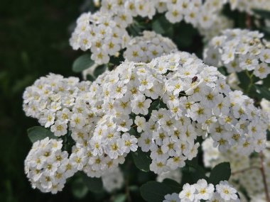 Spiraea thunbergii, beyaz çiçekler. Çiçek açmış bir demet süt tohumu. Arka plan desenli çiçekler ilkbahar doğa tatili