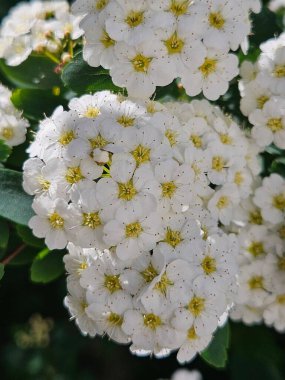 Spiraea thunbergii, beyaz çiçekler. Çiçek açmış bir demet süt tohumu. Arka plan desenli çiçekler ilkbahar doğa tatili