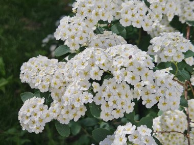 Spiraea thunbergii, beyaz çiçekler. Çiçek açmış bir demet süt tohumu. Arka plan desenli çiçekler ilkbahar doğa tatili