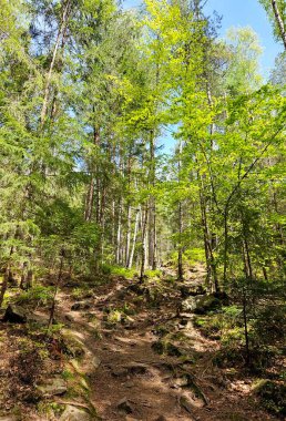 Ormanın derinliklerine doğru orman yolu. Sunny Fall yosunlu yürüyüş parkuru. Dağların zirvesine giden yol
