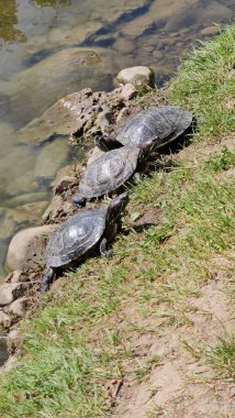 Göl kenarında kırmızı kulaklı kaplumbağalar. Bir grup kaplumbağa sahildeki göletin yanında.