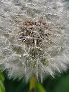 Beyaz karahindiba manzaralı. Karahindiba Tohum Başı, bulanık arkaplanda, makro yakın plan..