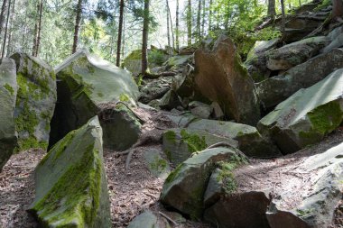 Dağ Ormanı. Yapraklar arasında yuva yapmış kayalar, güzel bir orman manzarası.