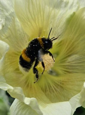 Yaban arısı (Bombus pascuorum) nektar için sarı bir çiçeğin derinliklerine dalıyor. Arıların açık havada yakın çekim görüntüleri.