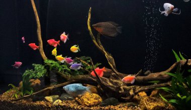 Balıklı renkli akvaryum, tatlı su akvaryumu, balık ve bitkilerle dolu büyük akvaryum, akvaryum, akvaryum...