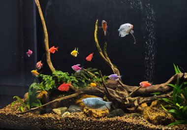 Akvaryumdaki güzel balıklar, flora