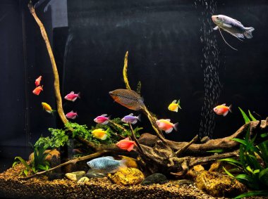 Balıklı renkli akvaryum, tatlı su akvaryumu, balık ve bitkilerle dolu büyük akvaryum, akvaryum, akvaryum...