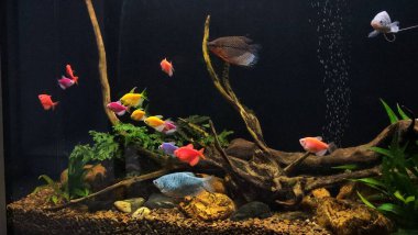 Balıklı renkli akvaryum, tatlı su akvaryumu, balık ve bitkilerle dolu büyük akvaryum, akvaryum, akvaryum...