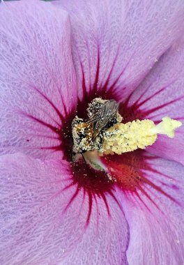 Bir bal arısı, polenle dolu mor bir çiçekle beslenir. Hibiscus Syriacus, güzel botanik çekim, doğal duvar kağıdı. Bahçedeki renkli çiçekler yeşillik içinde