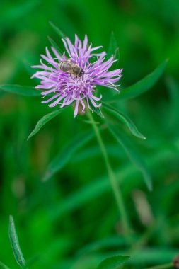 Kahverengi Knapweed makro fotoğraf doğada (Centaurea jacea). Leylak kır çiçeği. Bal çiçeği. Arı popülasyonlarının korunması