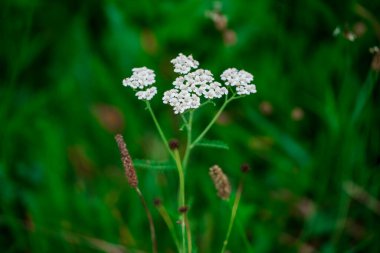 Şifalı yabani otlar. Yeşil bulanık çimen arka planında şifalı yabani otlar, seçici bir odak noktası. Güneşli bir yaz gününde açan beyaz kır çiçekleri.