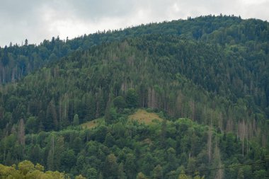 Karpatlar renkli kırsal görünümünde. dağ ve Orman ağaçları ile yeşil çayırlar
