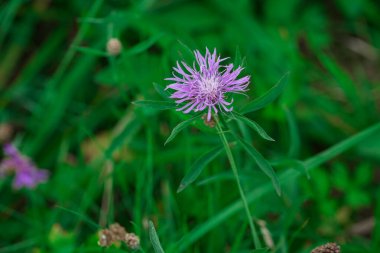 Kahverengi Knapweed makro fotoğraf doğada (Centaurea jacea). Leylak kır çiçeği. Bal çiçeği. Arı popülasyonlarının korunması