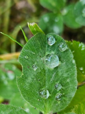 Yazın yaprakların üzerindeki sabah çiy taneleri. yeşil yapraklar, bitkiler ve yapraklar, yaprakların üzerindeki su damlaları