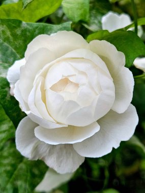 Bahçedeki güzel beyaz güller