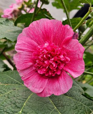 Bahçede pembe gülhatmi çiçeği, Bahçede güzel pembe çiçek