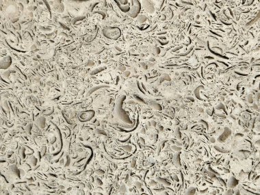 Görünür kabuklar içeren doğa kabuk taş dokusu. Arka plan olarak doğal kabuk kayası dokusu. Yakın plan. Coquina duvar dokusu. Duvardaki delikler..