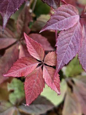 Kızlık üzümü. Partenosissus, Üzüm familyasından bir bitki cinsidir. Kırmızı sonbahar yaprakları. Güzel botanik fotoğrafı, doğal duvar kağıdı.