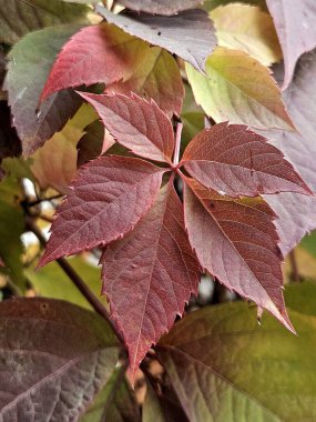 Bahçede kırmızı yapraklar