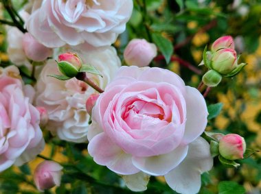 Yumuşak renklerde pembe gül, arka plan için bulanık stil, yakın çekim. Organik bir bahçeden pembe bir gül, yakın plan.