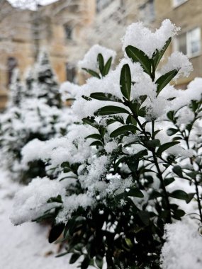 Yumuşak beyaz kar. Şehirde kış mevsimi. Karda çalı - kış parkı manzarası, beyaz bir ağacın dalları karla kaplı.