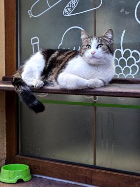Caddenin penceresinde dinlenen çizgili beyaz kedi. Ukrayna. Şirin sokak kedisi portresi, duvardaki komik gri ve beyaz kedi yakın plan fotoğrafı.
