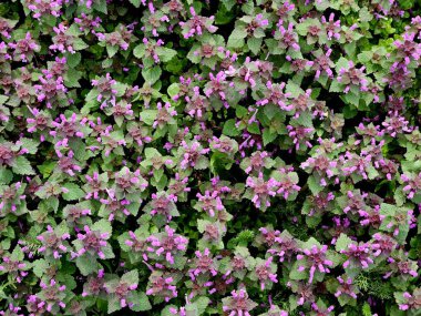 Sağır otu (Lamium purpureum). Bahçede mor çiçekli şifalı prunella vulgaris. Geleneksel olmayan bitkisel tıp, homeopati ve kozmetolojide kullanışlı bir bitki..