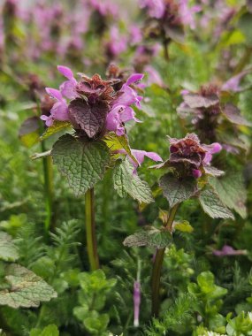 Sağır otu (Lamium purpureum). Bahçede mor çiçekli şifalı prunella vulgaris. Geleneksel olmayan bitkisel tıp, homeopati ve kozmetolojide kullanışlı bir bitki..