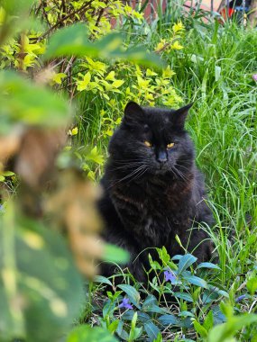 Kara kedi bir çiçek demeti boyunca yürür. Bahçede dinlenen çekici bir kedi. Otların arkasında saklanan siyah bir kedi.