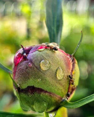 Arkaplanı bulanık olan şakayık tomurcuklu karıncayı kapat. Sabah yağmur damlalı şakayık tomurcuğu