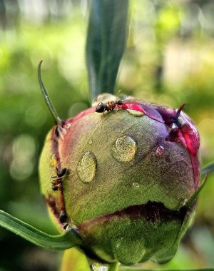 Arkaplanı bulanık olan şakayık tomurcuklu karıncayı kapat. Sabah yağmur damlalı şakayık tomurcuğu