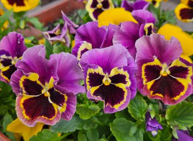 İbneler yaz bahçesini kapatıyorlar. Bahar çiçeklerinde mor sarı hanım evlatları