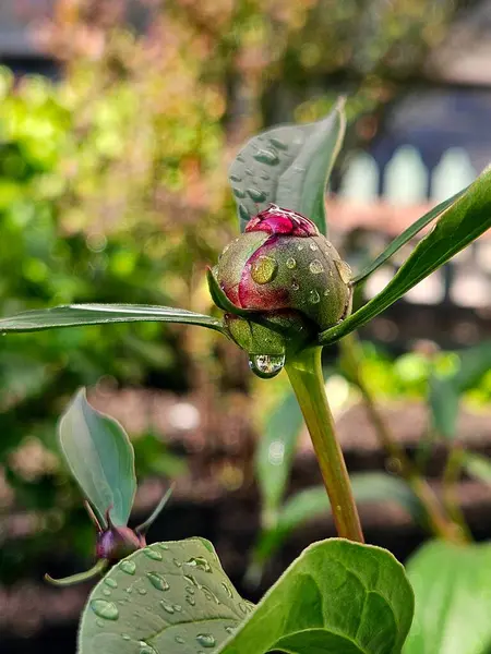 Yağmur damlalarında çiçek tomurcuğuna yakın dur. Çiçekler, tabiat ve şakayıklar ilkbaharda, açık havada ve bahçede. Arkaplan için çiçek duvar kağıdı