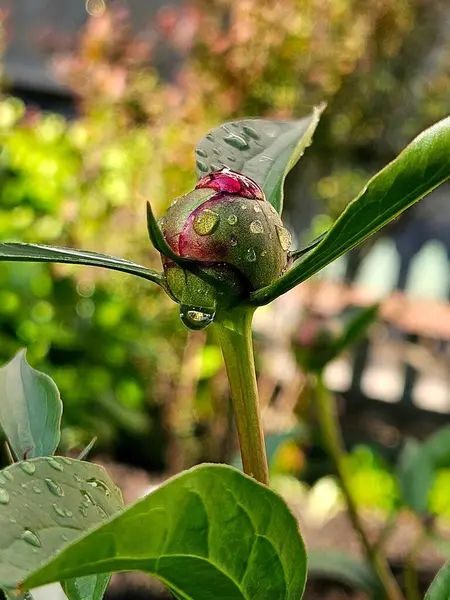 Yağmur damlalarında çiçek tomurcuğuna yakın dur. Çiçekler, tabiat ve şakayıklar ilkbaharda, açık havada ve bahçede. Arkaplan için çiçek duvar kağıdı